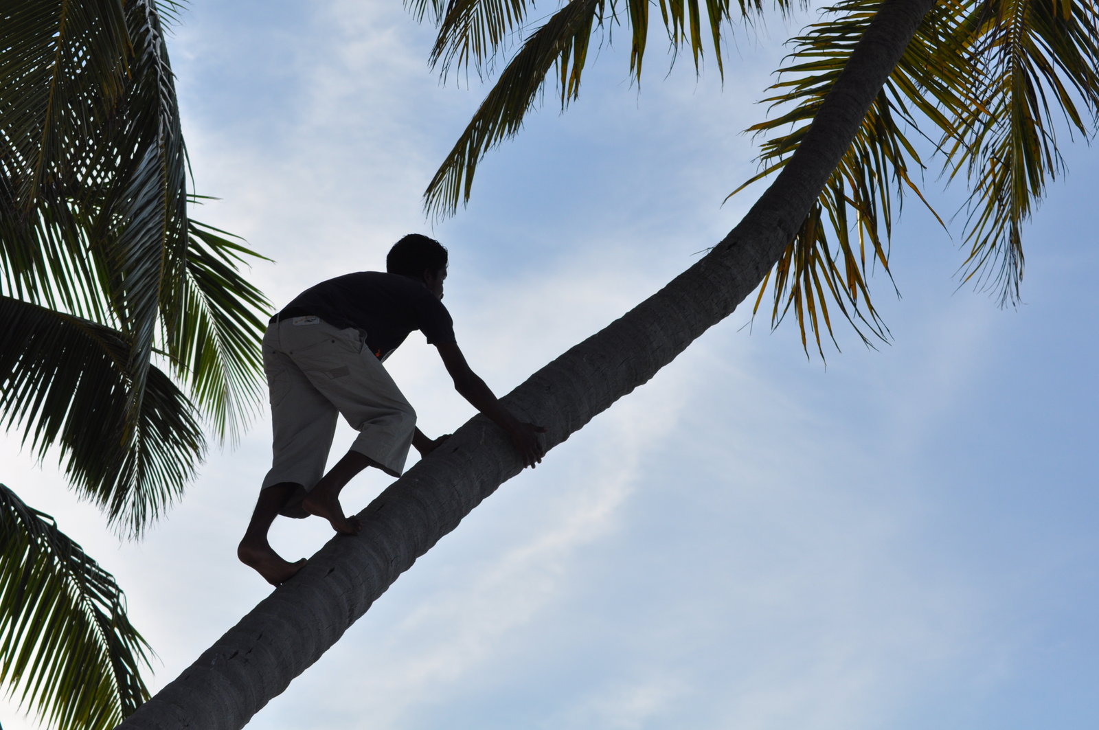 a man climbing upa a coconut tree